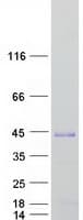 Human SOX2 Protein (Recombinant Myc-DDK (Flag))