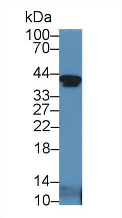 IGFBP2 / IGF-BP53 Antibody (aa24-305, Cy3)