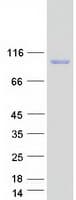 Human NAALADL / NAALADL1 Protein (Recombinant Myc-DDK (Flag))
