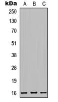 MRPL42 / MRPS32 Antibody (Internal)