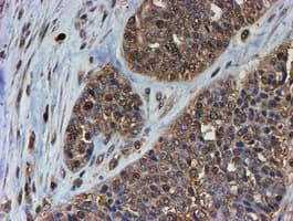 PSMB9 Antibody (aa21-219, clone OTI2G6)