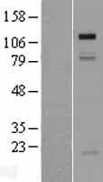 GRIP1 Protein (Over-Expression Lysate Myc-DDK (Flag))