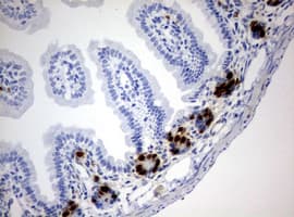 IdU / Iododeoxyuridine Antibody (clone 6E4)