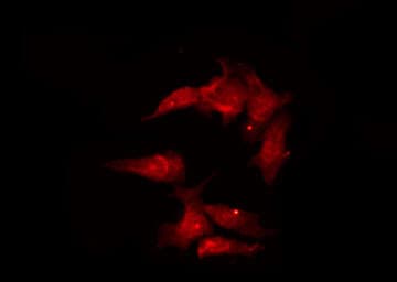 Polyclonal Rabbit anti-Human IRF3 Antibody (IHC, IF, WB)