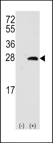 OPRS1 / SIGMAR1 Antibody (aa118-147)