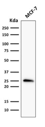 BCL2 / Bcl-2 Antibody (clone rBCL2/796, Azide-free, Carrier-free)