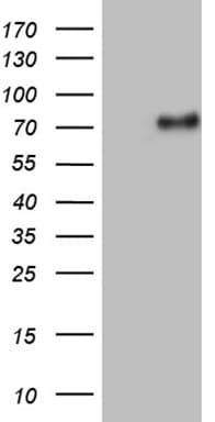 UBASH3A / CLIP4 Antibody (aa288-549, clone OTI4H1)