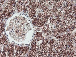 REEP2 Antibody (clone OTI2C7)