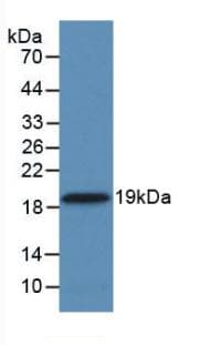 ppiA Antibody