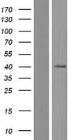 Human SLC39A13 / ZIP13 Protein (Over-Expression Lysate Myc-DDK (Flag))