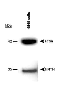NTHL1 Antibody