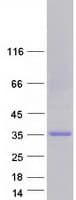 Human MBNL3 Protein (Recombinant Myc-DDK (Flag))