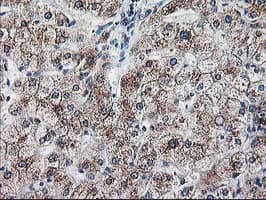 RPN1 / Ribophorin I Antibody (clone OTI3E1, Carrier-free)