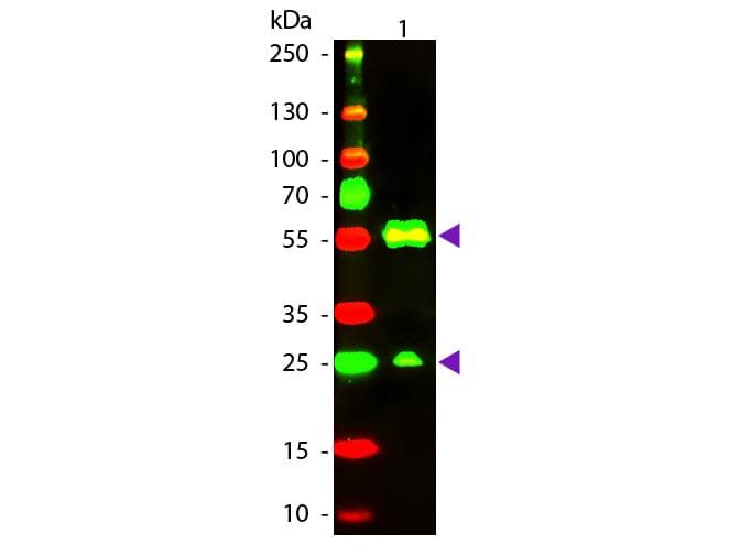 Goat Anti-Armenian Hamster IgG Secondary Antibody (TR)