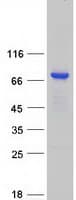 Human KBTBD11 Protein (Recombinant Myc-DDK (Flag))