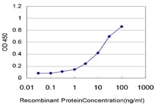 CSNK1G1 / CKI-Gamma 1 Antibody (clone 2E10)