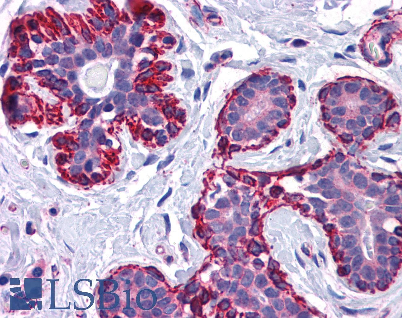 IHC-plus™ Polyclonal Goat anti-Human VPS37C Antibody (aa2-16, IHC, WB)