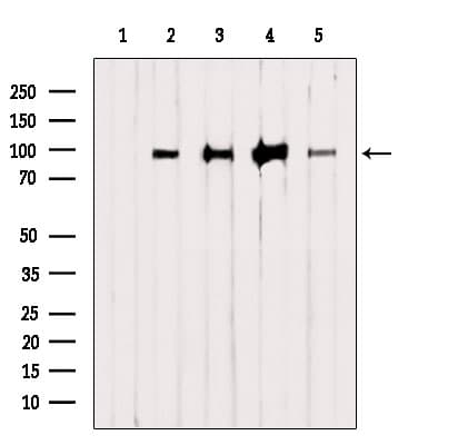 HELLS Antibody