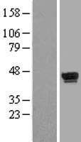 WDR55 Protein (Over-Expression Lysate Myc-DDK (Flag))