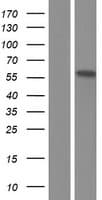 EPB41L4B Protein (Over-Expression Lysate Myc-DDK (Flag))