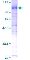 Human C13orf34 / BORA Protein (Recombinant GST)