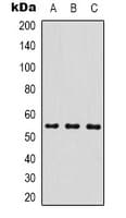 MICU1 / CBARA1 Antibody