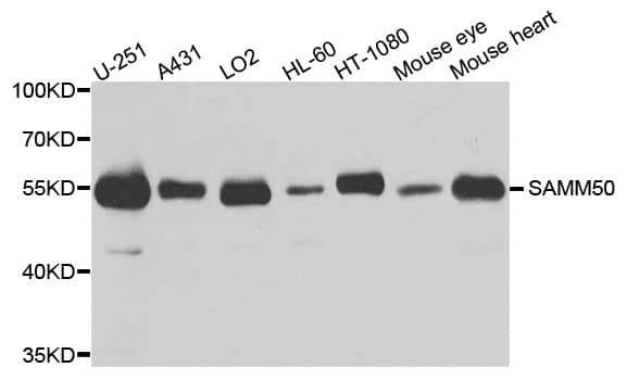 SAMM50 Antibody