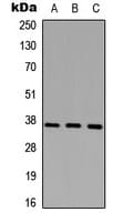 Polyclonal Rabbit anti-Human CD68 Antibody (Internal, WB)