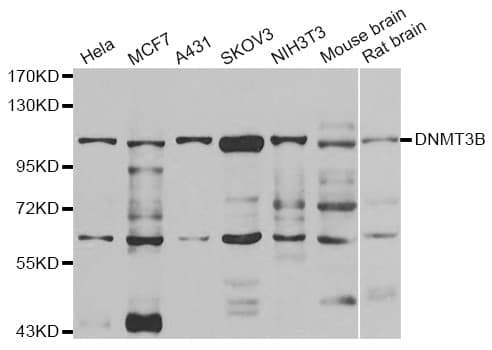 DNMT3B Antibody