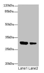 IL1A / IL-1 Alpha Antibody (aa113-271)