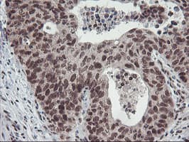 POLR2E Antibody (clone OTI3B5, Carrier-free)