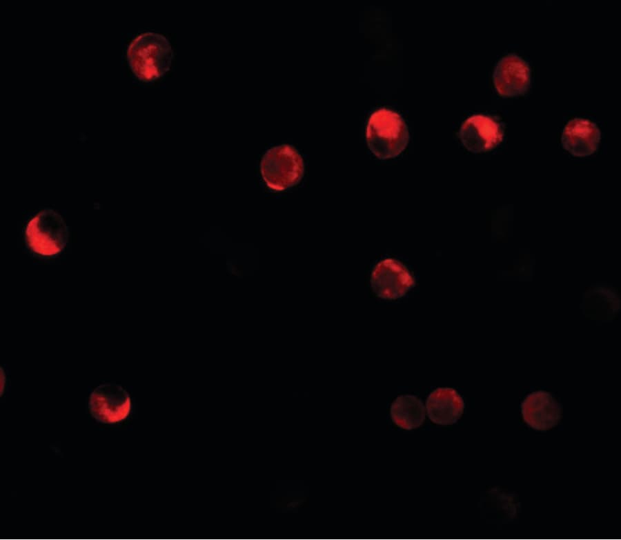 IHC-plus™ NLRP11 Antibody