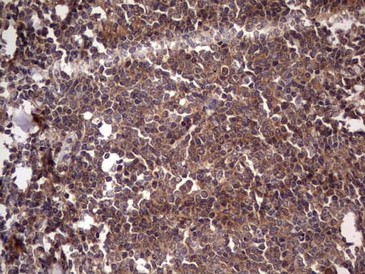 UFD1L Antibody (clone OTI8G6)