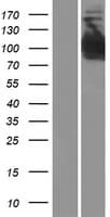 INPP4B Protein (Over-Expression Lysate Myc-DDK (Flag))