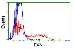 FXN / Frataxin Antibody (clone OTI1C12)