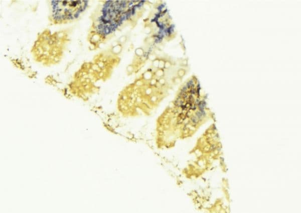 NEK8 Antibody