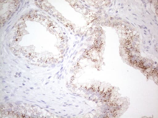 GRN / Granulin Antibody (aa327-593, clone OTI4B9)