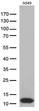 Monoclonal Mouse anti-Human COX17 Antibody (clone OTI2D7, aa2-63, IHC, WB)
