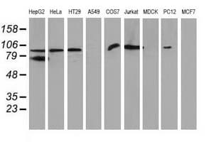 Monoclonal Mouse anti-Human Gephyrin Antibody (clone OTI3A6, WB)