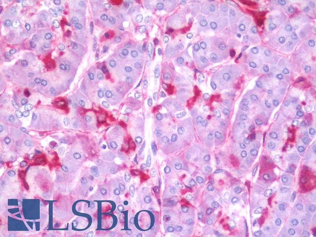 IHC-plus™ MAPKAPK2 / MAPKAP Kinase 2 Antibody (aa300-350)
