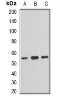 TFG Antibody