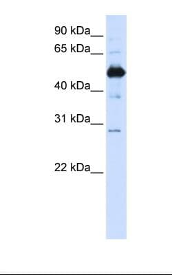 FAM134B Antibody (aa254-303, Biotin)