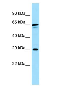 Calneuron-1 / CALN1 Antibody (N-Terminus)