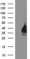 EPCAM Antibody (clone OTI1H2)