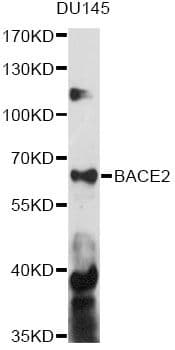 BACE2 Antibody