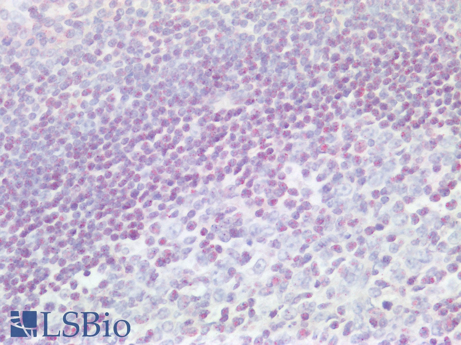 CD37 Antibody