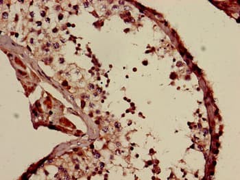COQ6 Antibody