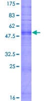 Human OR10G8 Protein (Recombinant GST)