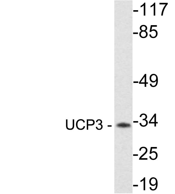 UCP3 Antibody (aa259-308)