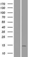 Human C16orf92 Protein (Over-Expression Lysate Myc-DDK (Flag))